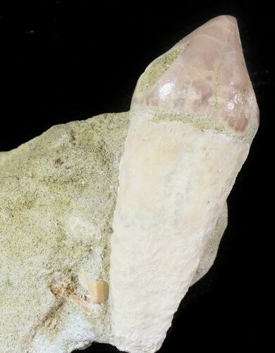 Rooted Fossil Sea Lion (Allodesmus) Tooth - Bakersfield, CA #46491